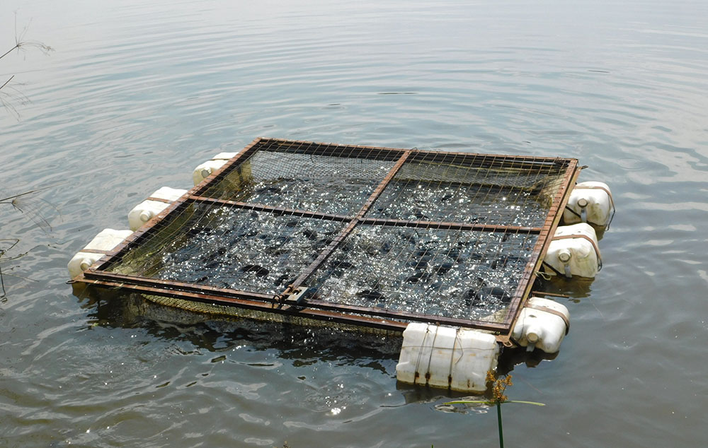 Cage Fish Farming: Here is What You Should Know – Harvest Money
