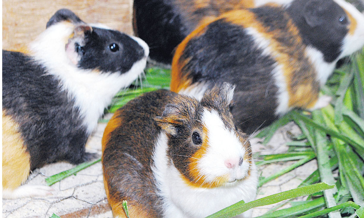 Can guinea pigs eat hot sale jackfruit