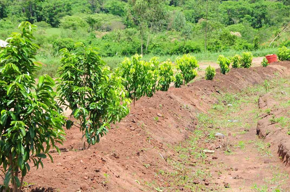 Growing Cinnamon Here Is What You Need To Know Harvest Money