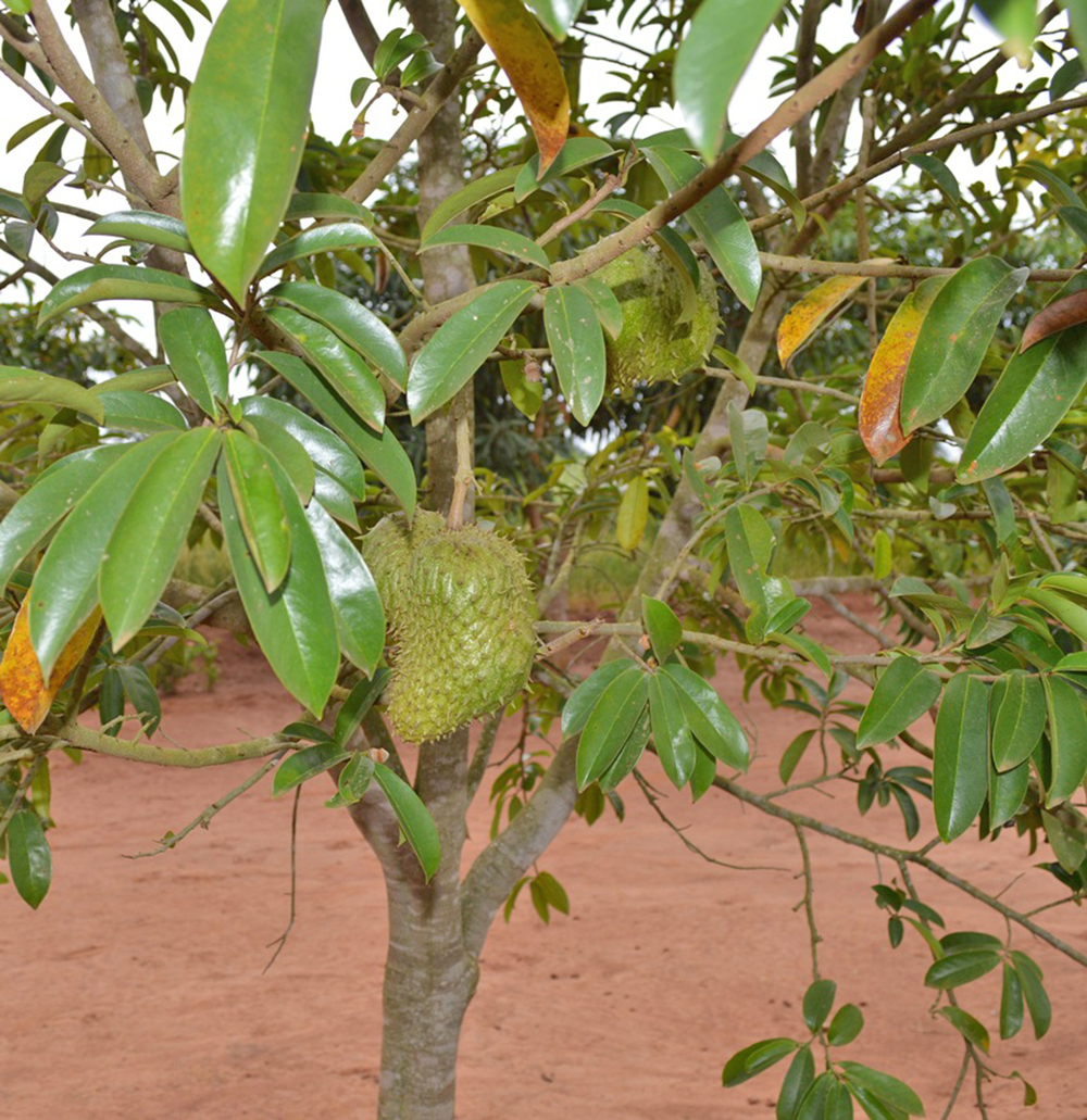 Soursop tree discount