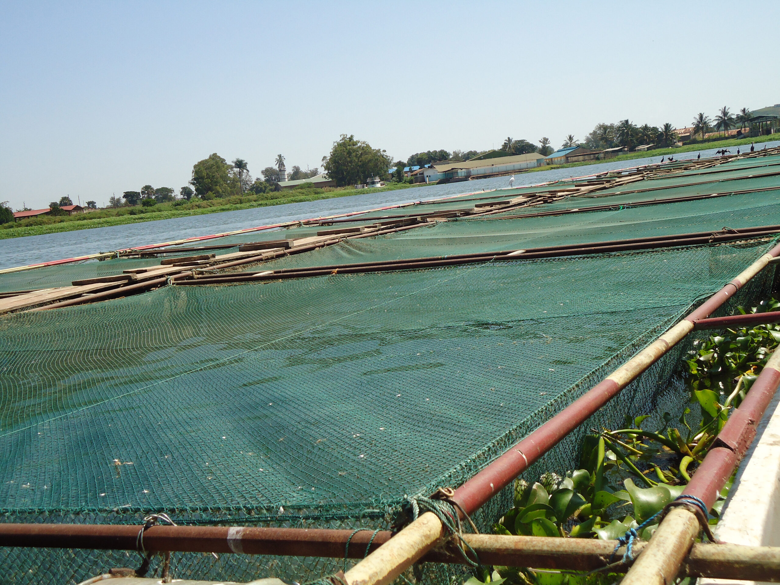 Lake Victoria Body To Promote Cage Fish Farming – Harvest Money