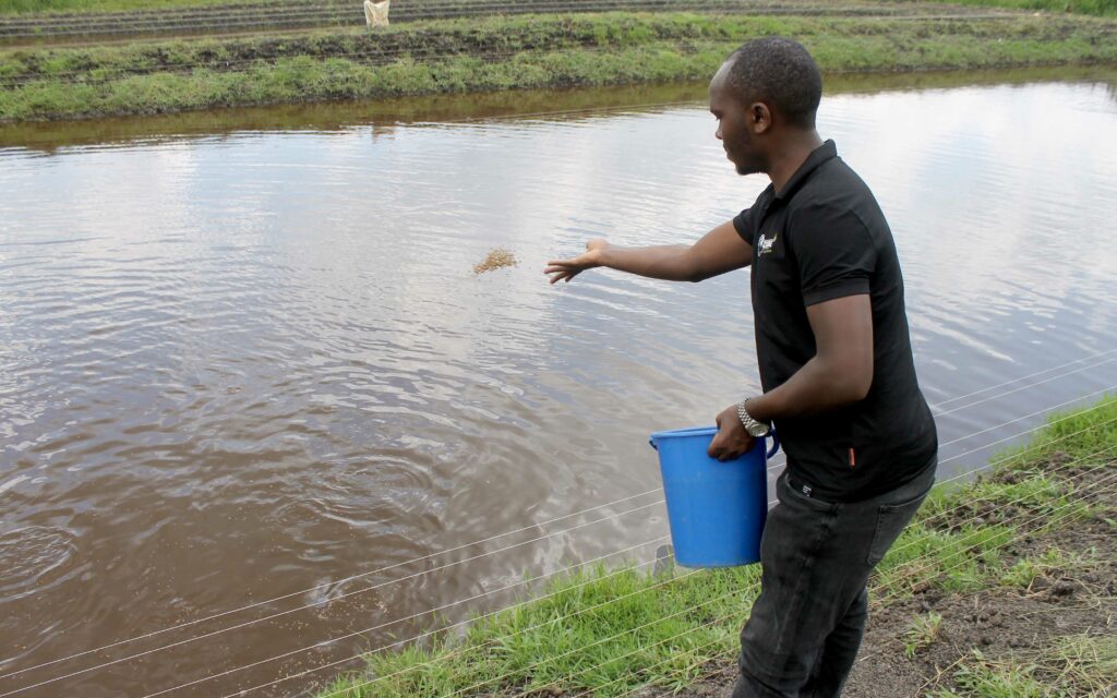 fish farming business plan in uganda