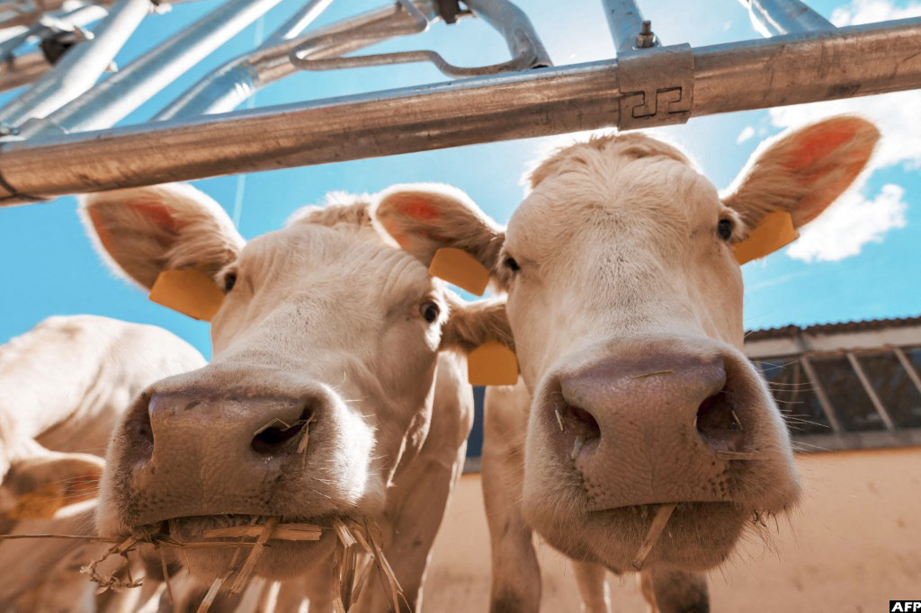 Bird Flu Detected In US Dairy Cattle Harvest Money