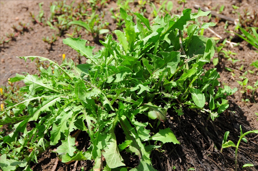 Dandelion: Nature's Hidden Treasure – Harvest Money